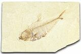 Detailed Fossil Fish (Diplomystus) - Wyoming #367579-1